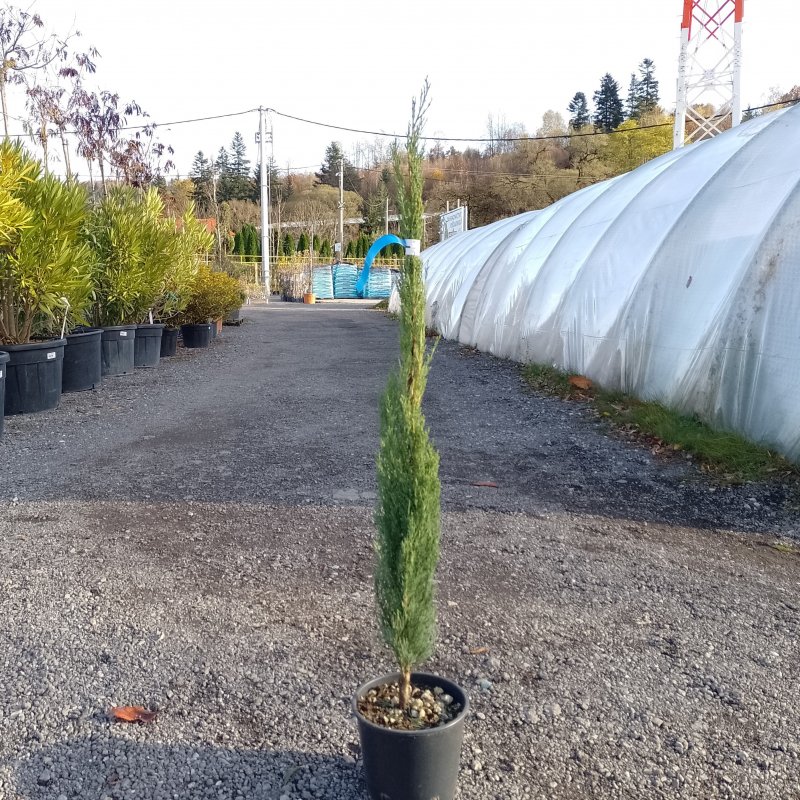 Cupressus sempervirens (Cyprus vždyzelený) ´TOTEM´ - kont. C2.5L, výška 40-60 cm
